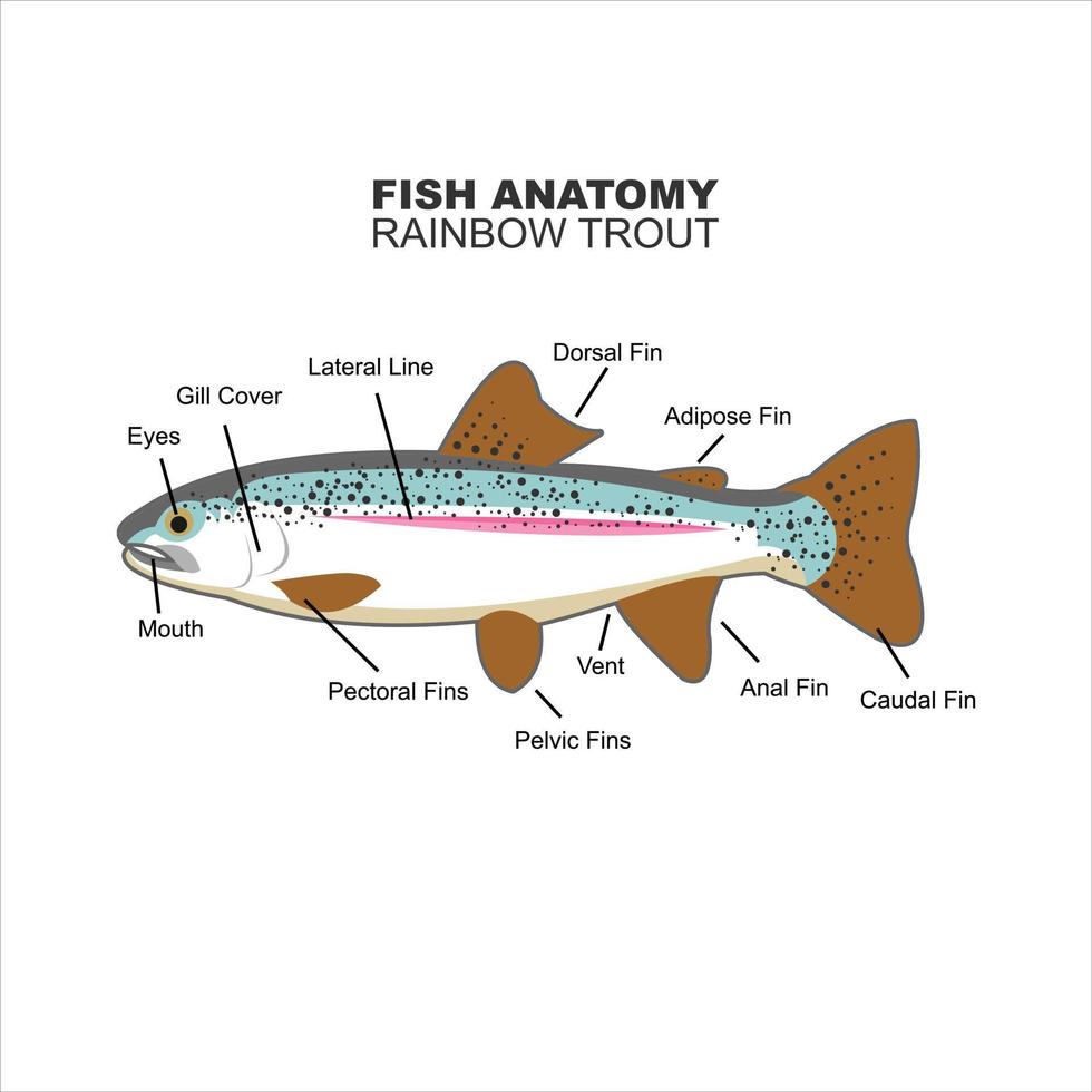 arcobaleno trota anatomia per formazione scolastica vettore