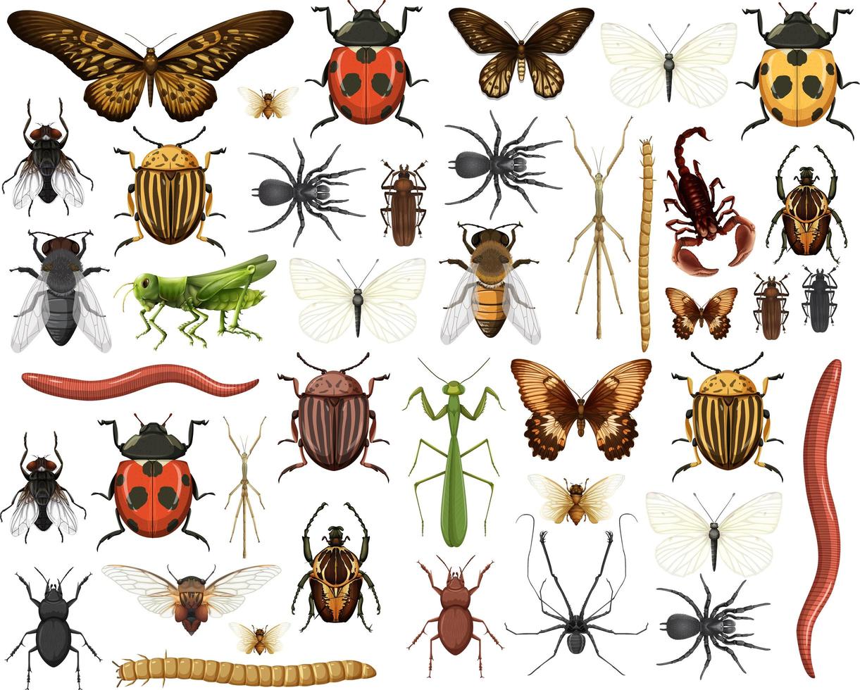 raccolta di insetti diversi isolati su sfondo bianco vettore