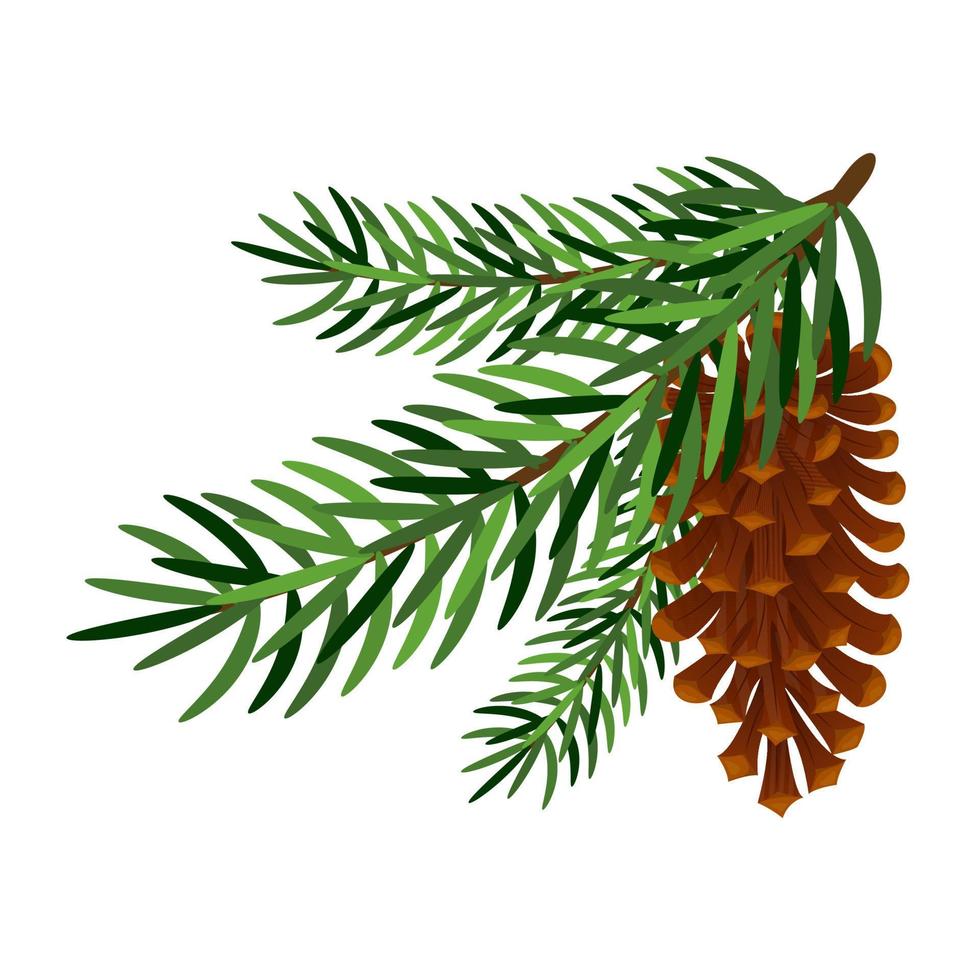 ramo di pino o abete con abete cono su bianca sfondo. inverno arredamento, elementi di nuovo anni design. vettore illustrazione.