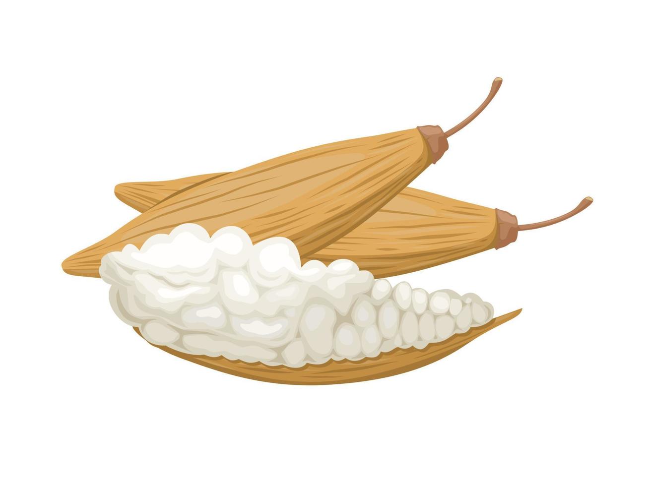 vettore illustrazione, capok o ceiba pentandra anche chiamato cotone albero bianca seta, bianca fibra per fabbricazione cuscini, isolato su un' bianca sfondo.