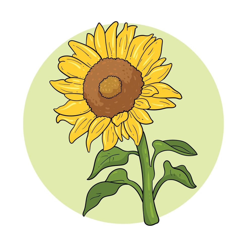 mano disegnato bellissimo girasole vettore