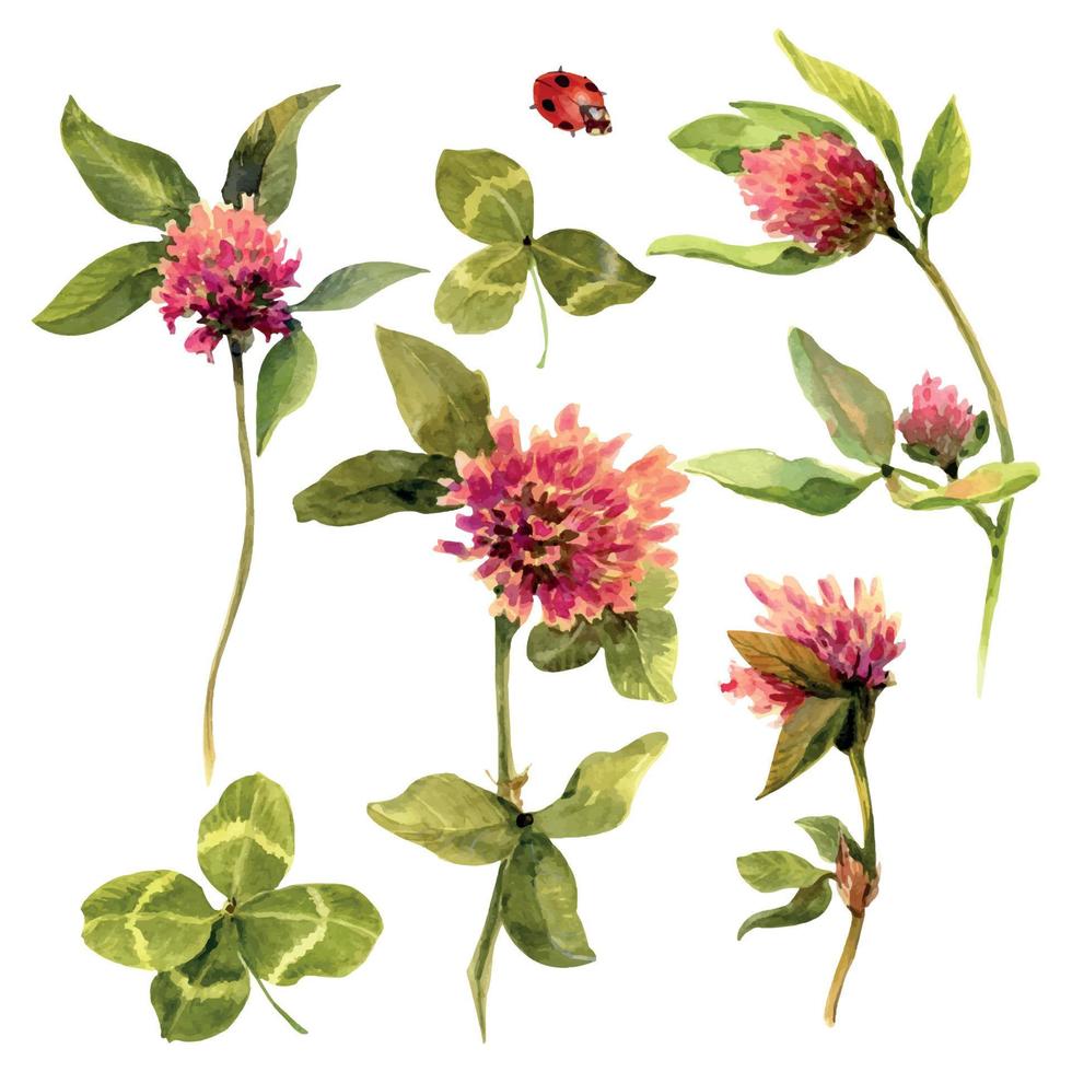 fresco impianti di trifoglio isolato su bianca sfondo. botanico illustrazione nel Vintage ▾ stile isolato su bianca. estate fiori selvatici floreale decorazione. rustico nozze clipart. fortunato simbolo trifoglio. vettore