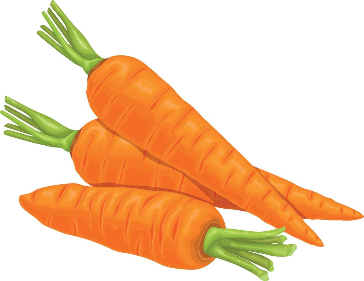 carota. Immagine di un' maturo carota. vitamina verdura. biologico cibo. arancia carote. vettore illustrazione isolato su un' bianca sfondo