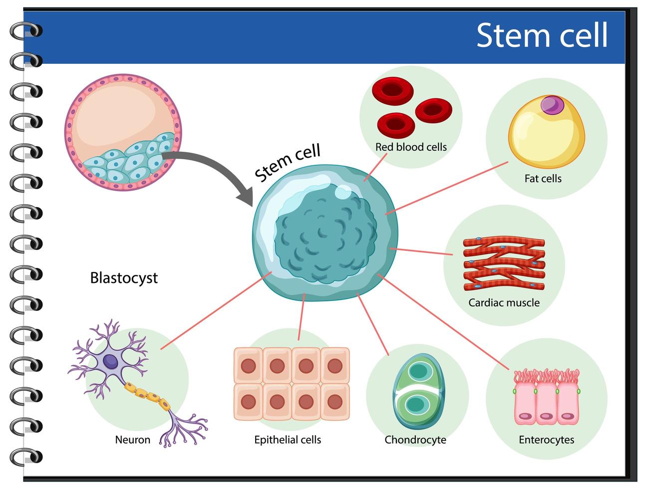 poster informativo sulle cellule staminali umane vettore