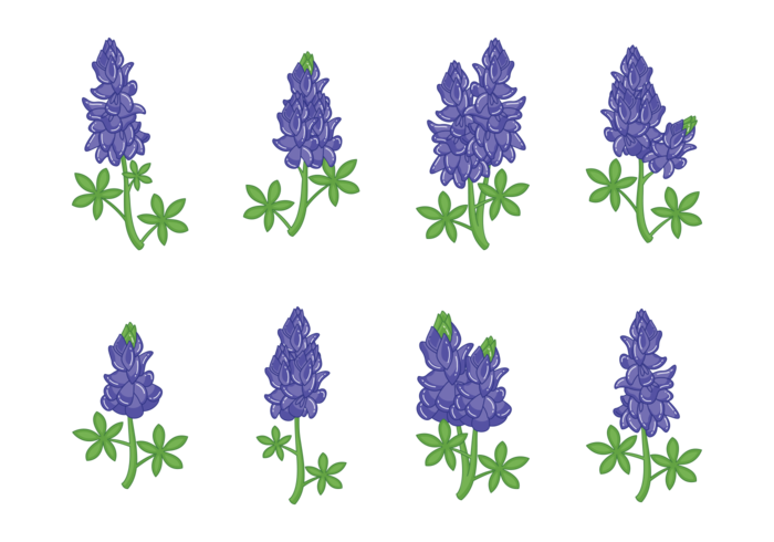 Vettori di fiori Bluebonnet