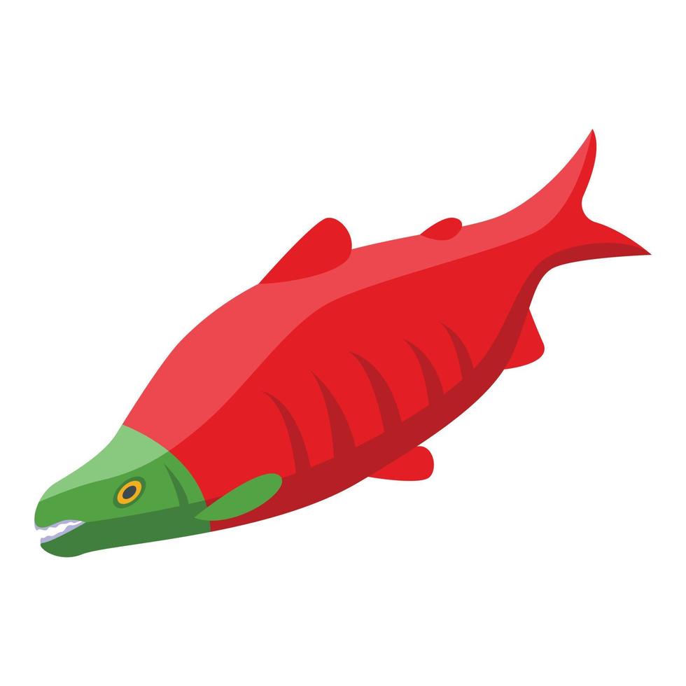 alaska rosso pesce icona isometrico vettore. artico natura vettore