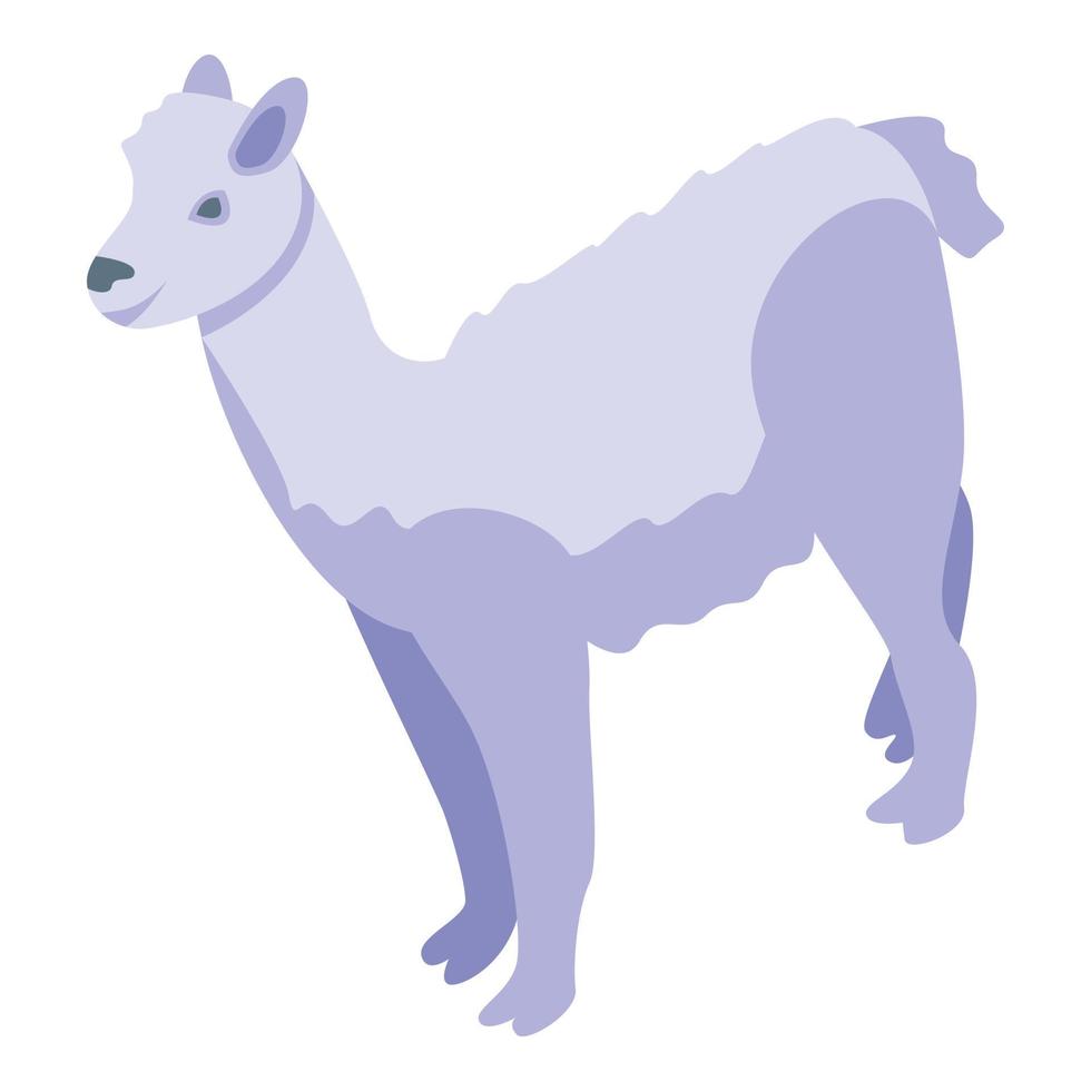 carino lama icona isometrico vettore. alpaca animale vettore