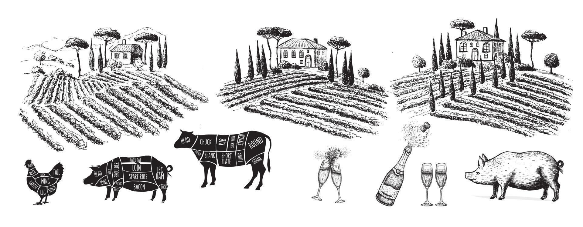 paesaggio di piantagioni di vite. illustrazione vettoriale disegnata a mano.