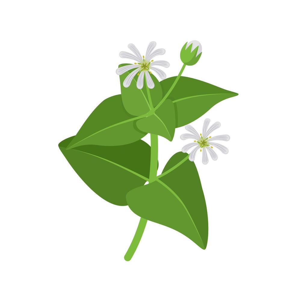 vettore illustrazione, Comune chickweed o stellaria media, isolato su bianca sfondo.