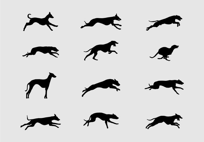 Silhouette di Whippet vettore