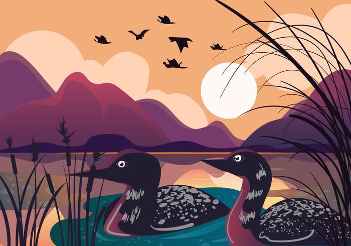 Loon Bird nel lago Sunset vettore