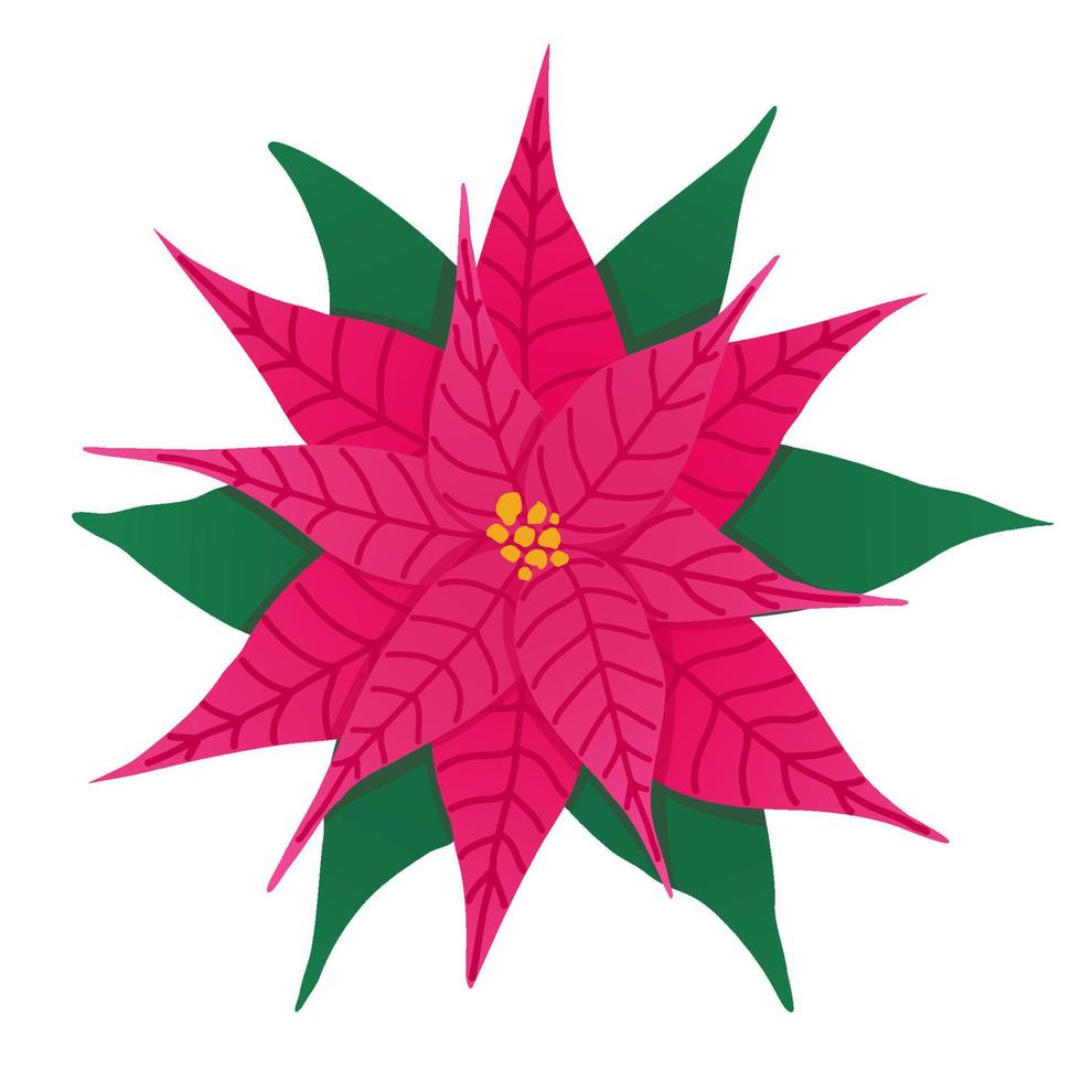 poinsettia fiore illustrazione. Natale decorativo pianta della casa. inverno vacanze simbolo vettore