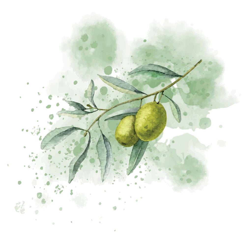 oliva ramo su astratto acquerello macchiare. mano disegnato illustrazione su isolato sfondo per olio etichetta o saluto carte. schizzo di pianta con verde frutta e le foglie per nozze inviti. vettore