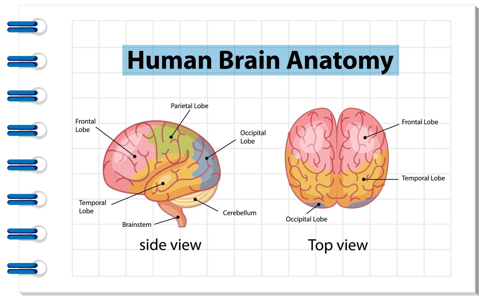 poster informativo del diagramma del cervello umano vettore