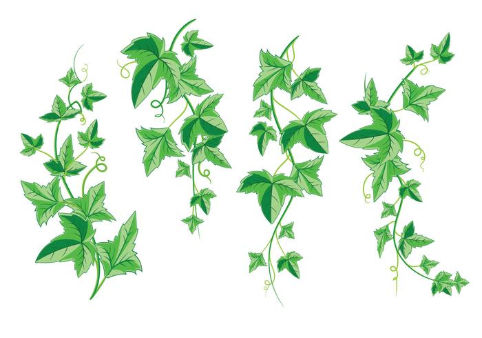 Mazzo di edera con foglie verdi isolato su uno sfondo bianco vettore