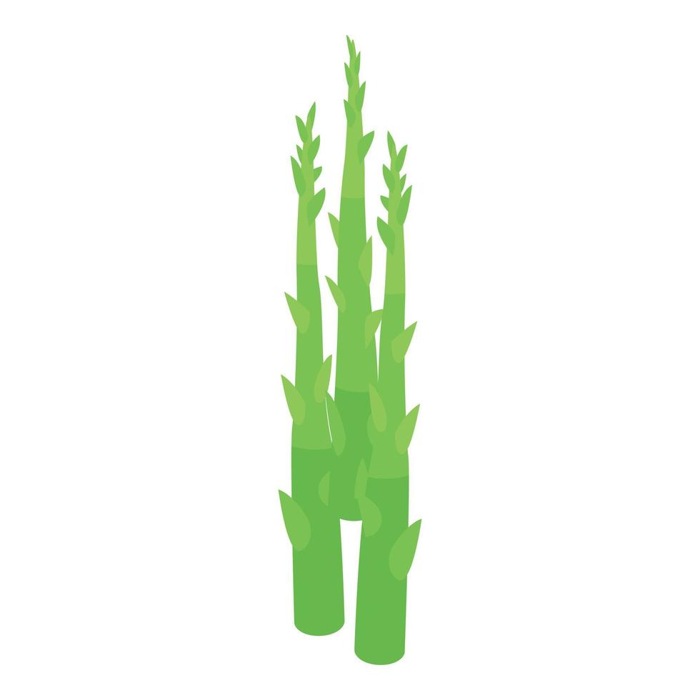 asparago biologico icona, isometrico stile vettore