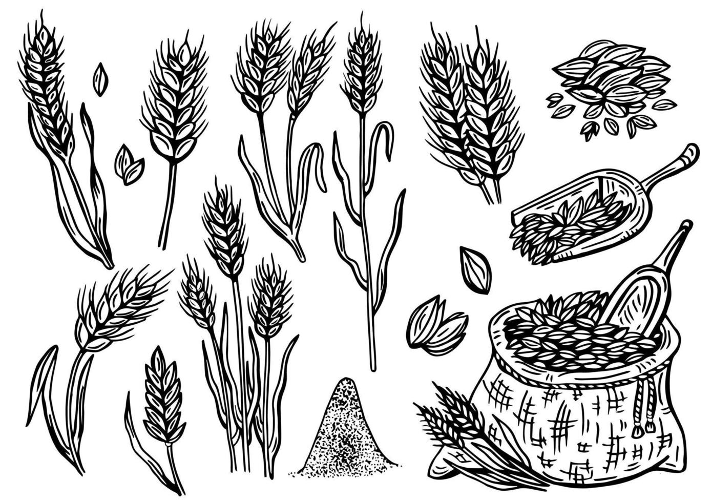 grano disegnato a mano. piante di cereali in un sacchetto e cereali in una ciotola, orzo di segale e spighe di grano. schizzo schizzo per modello di imballaggio alimentare, incisione di alimenti vettore