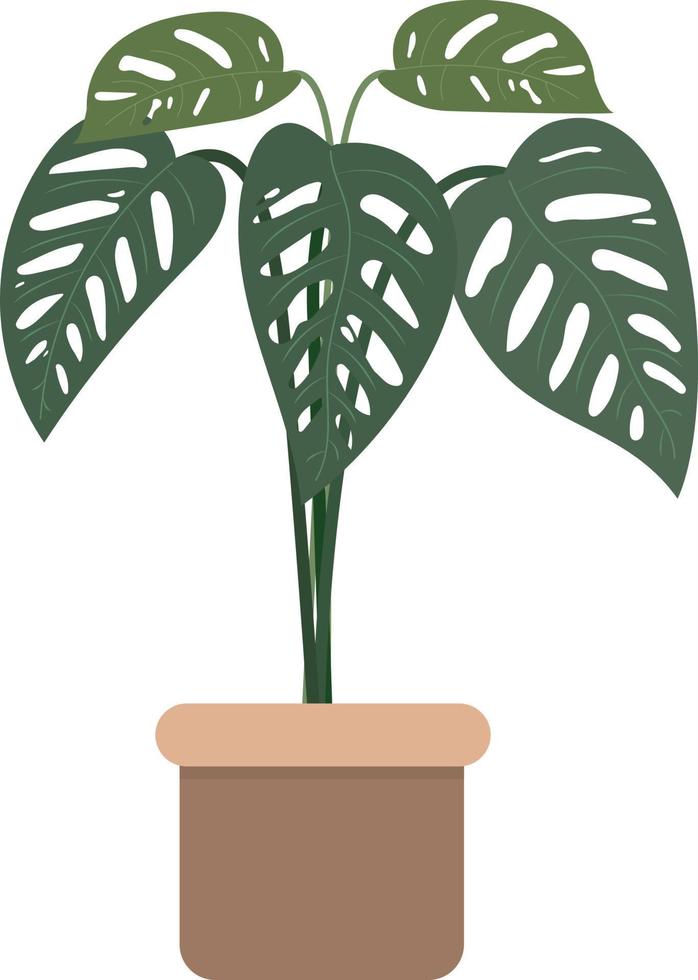 Monstera adansonii pianta indor outdor casa vettore