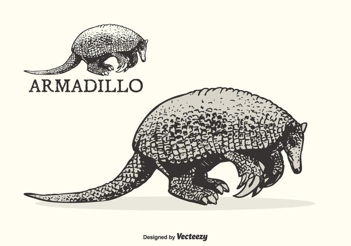 Illustrazione vettoriale di armadillo