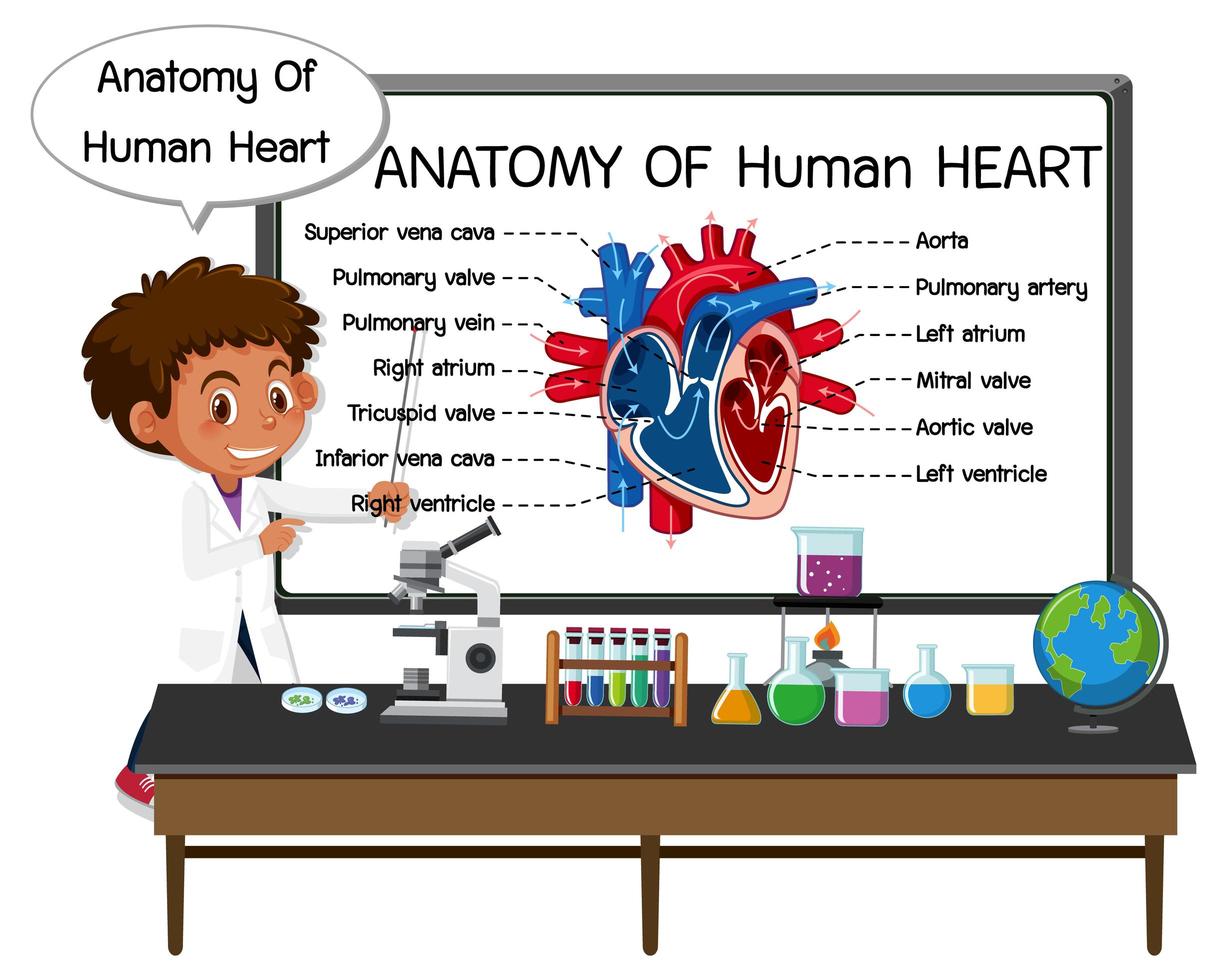 poster informativo del diagramma del cuore umano vettore