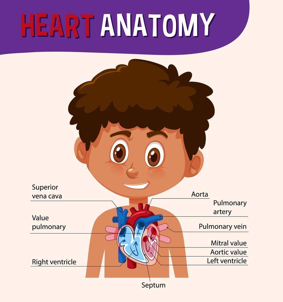 poster informativo del diagramma del cuore umano vettore