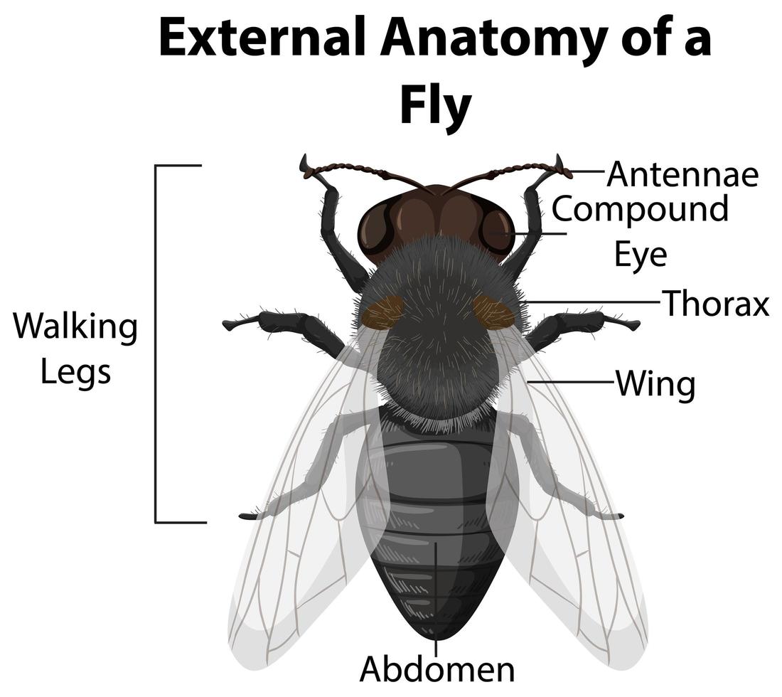 anatomia esterna di una mosca su sfondo bianco vettore