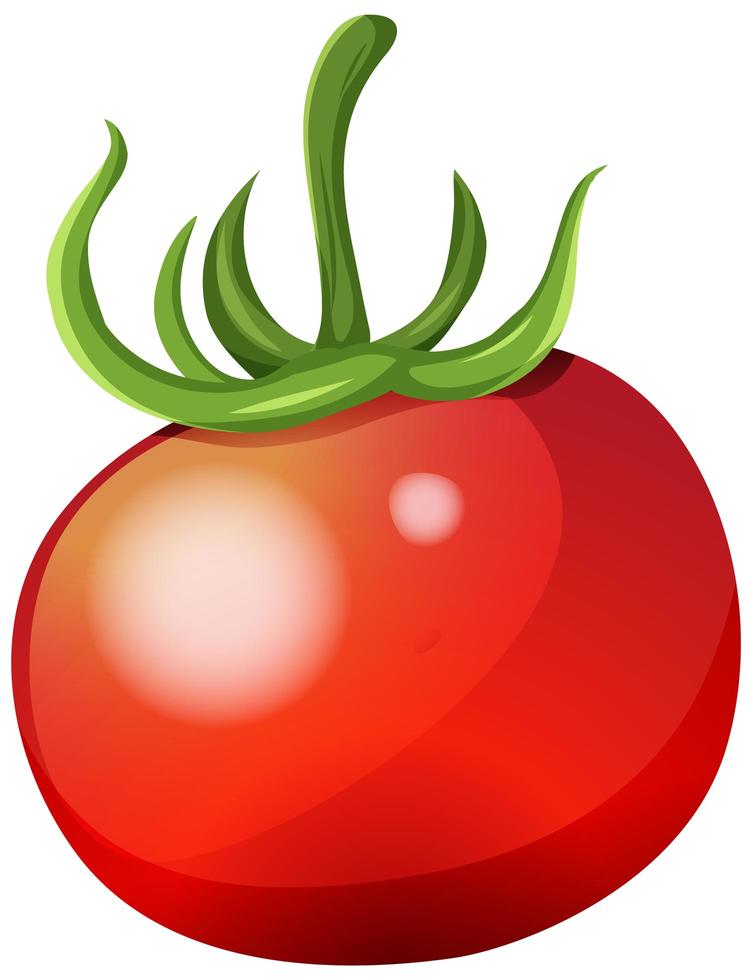 pomodoro fresco su sfondo bianco vettore