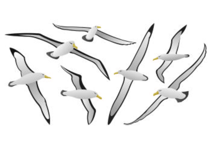 Set di vettore di Albatross