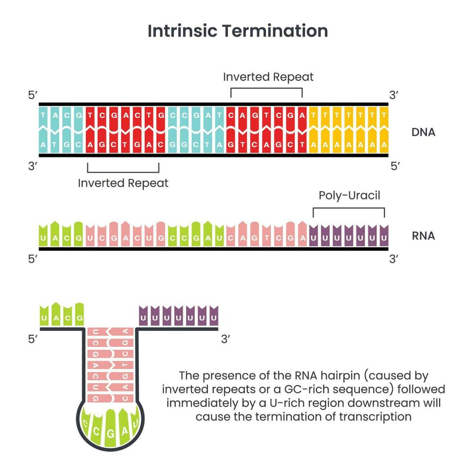 intrinseco fine di trascrizione nel procarioti vettore illustrazione Infografica diagramma