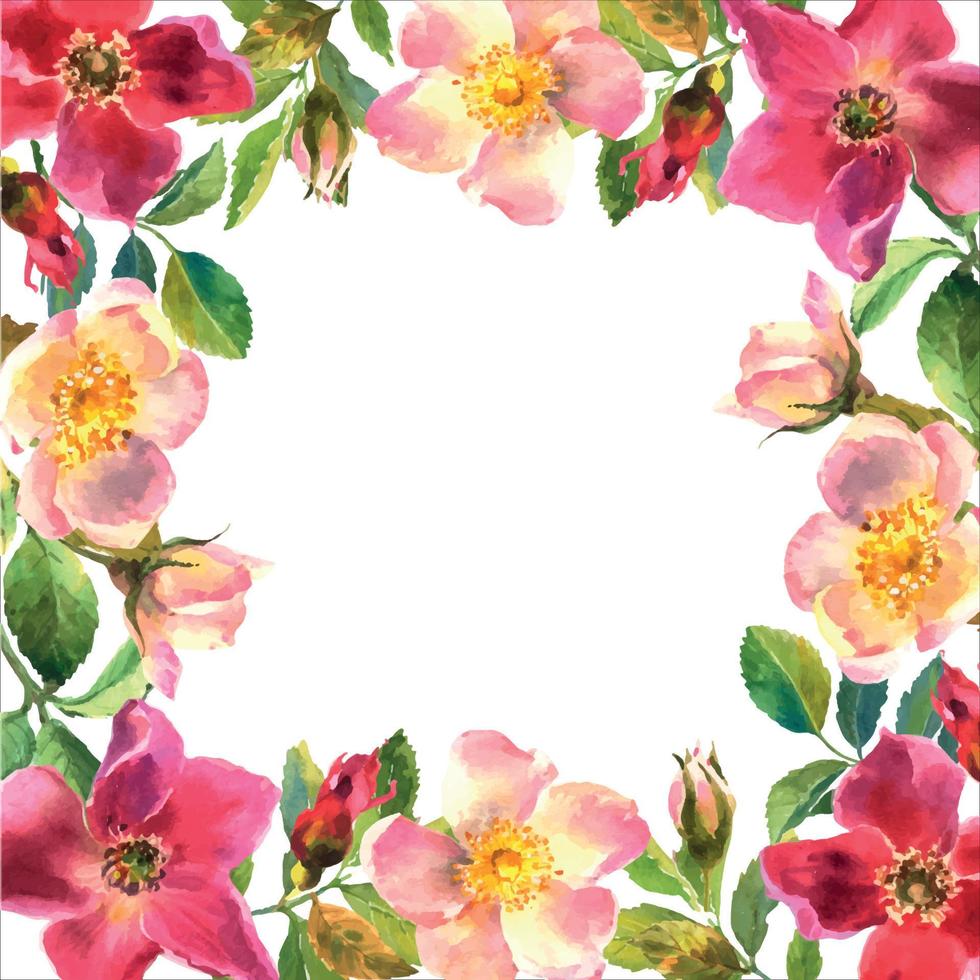rosa canina telaio. fiori, le foglie e frutta di selvaggio Rose. radica, acquerello pittura per decorazione. acquerello illustrazione isolato su bianca sfondo. vettore