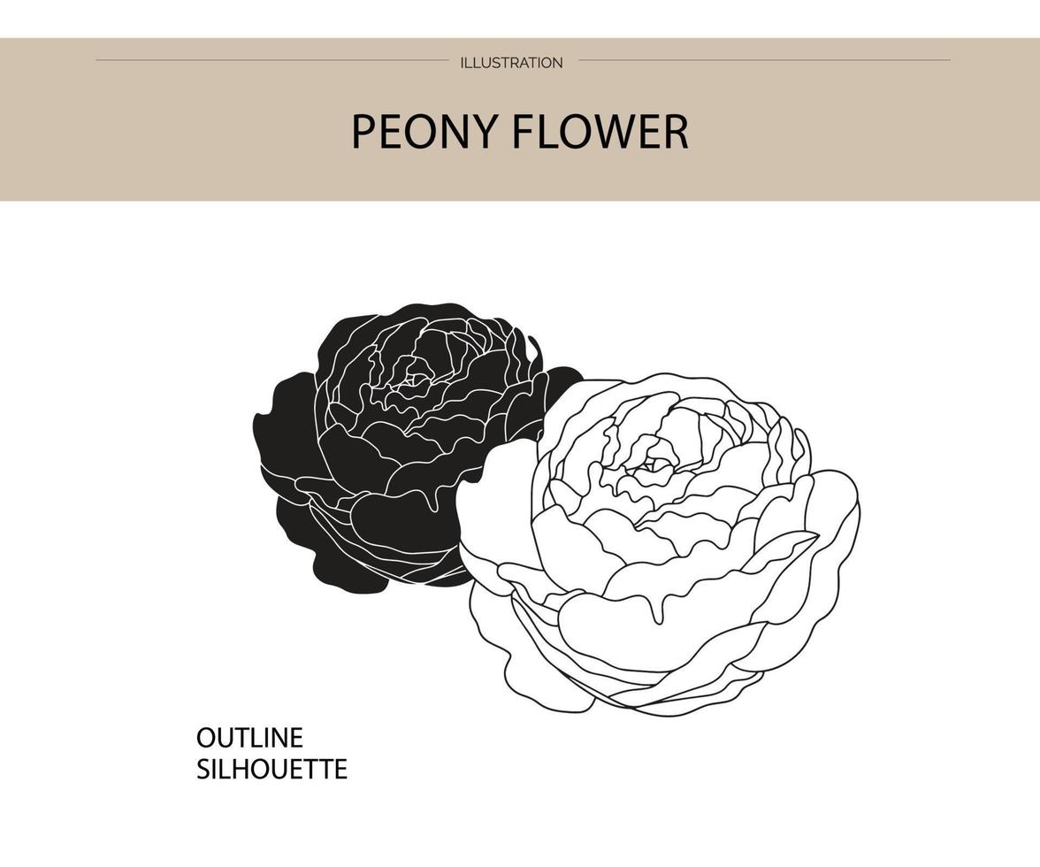 peonia fiore silhouette vettore