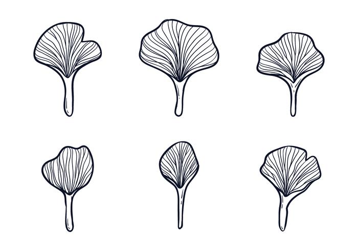 Illustrazione di foglie di ginkgo vettore