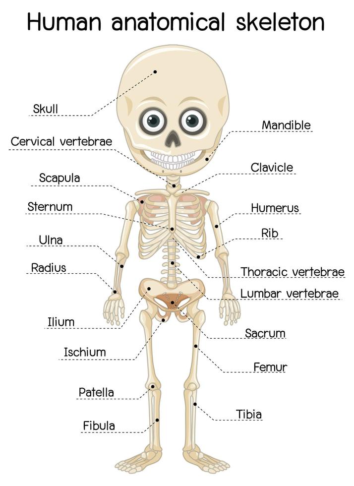 scheletro anatomico umano con etichetta vettore