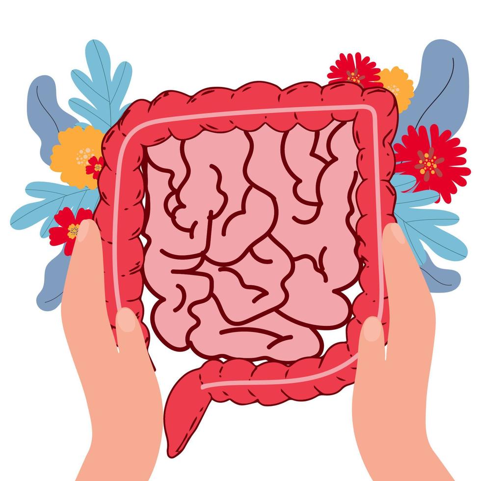 illustrazione vettoriale piatta realistica dell'intestino tenue e crasso. organo interno umano, apparato digerente. illustrazione vettoriale isolato su sfondo bianco.