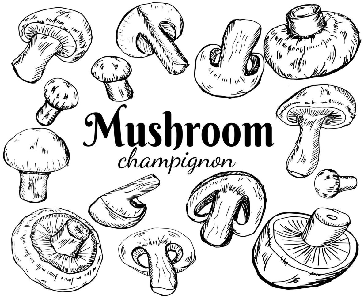 champignons impostare. vettore illustrazione di funghi champignons su bianca sfondo. mano disegnato stile. biologico veg