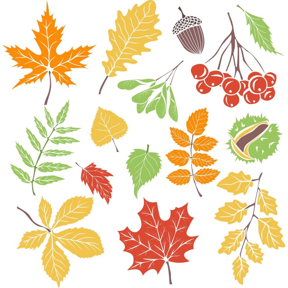 impostato di colorato autunno le foglie. design elementi per inviti, cartoline, manifesti e banner vettore