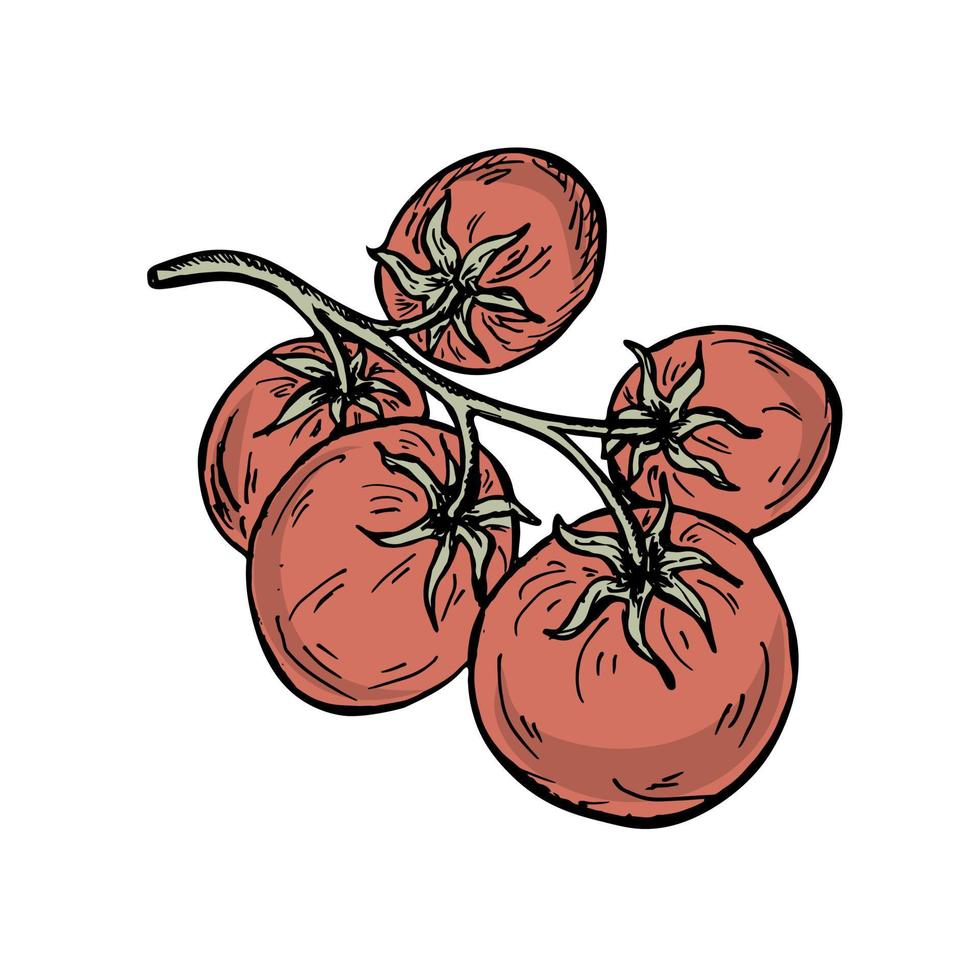 ciliegia pomodori. ramo di pomodori nel scarabocchio stile vettore