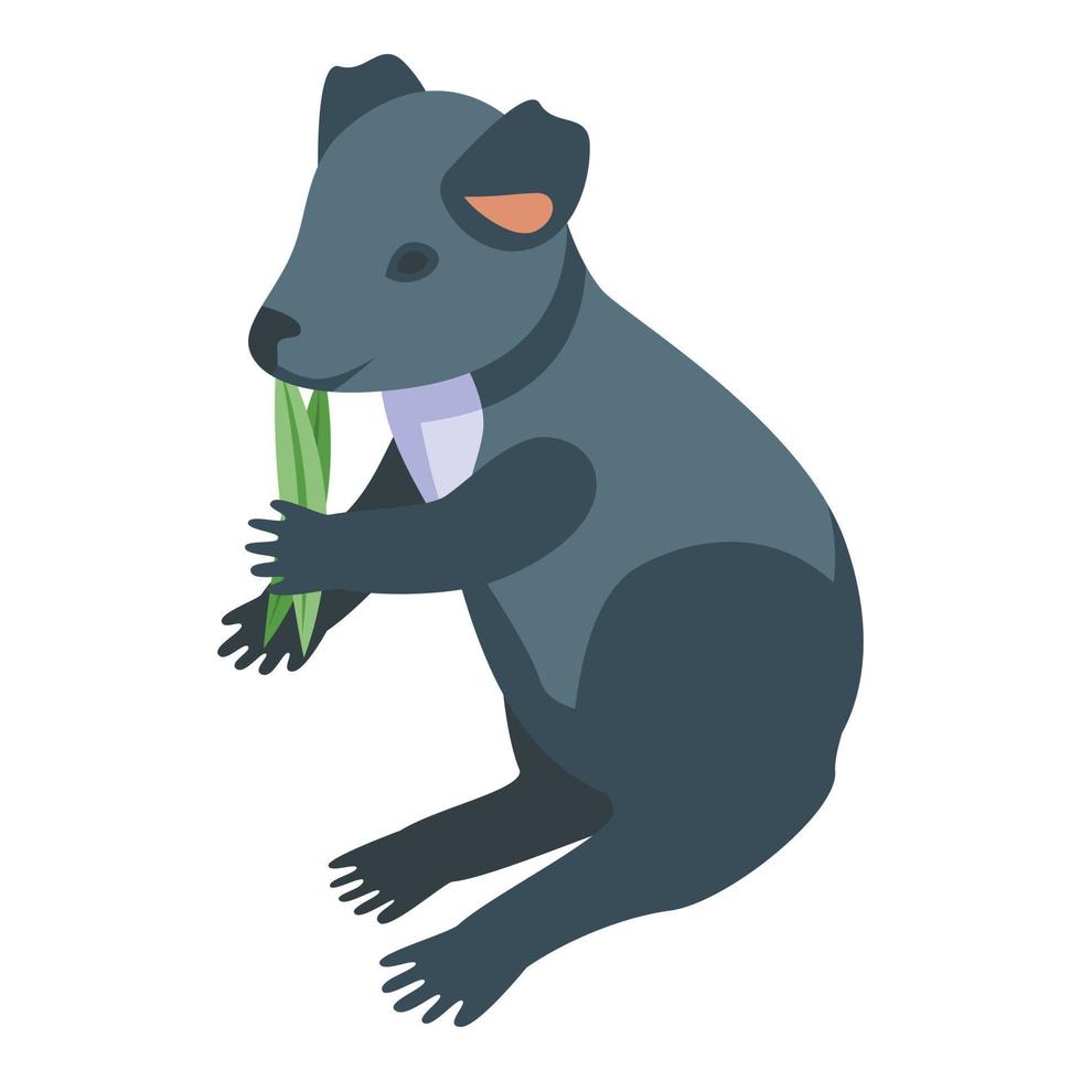 koala mangiare foglia icona isometrico vettore. carino orso vettore