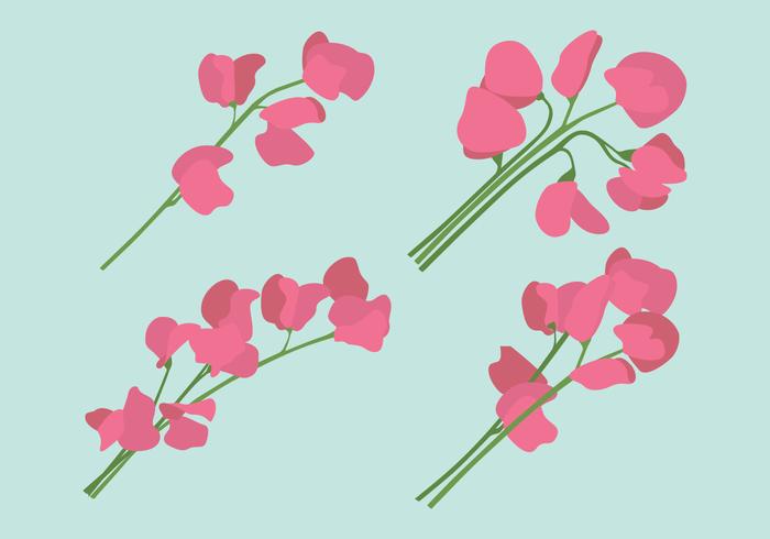 Set di fiori di pisello dolce vettore