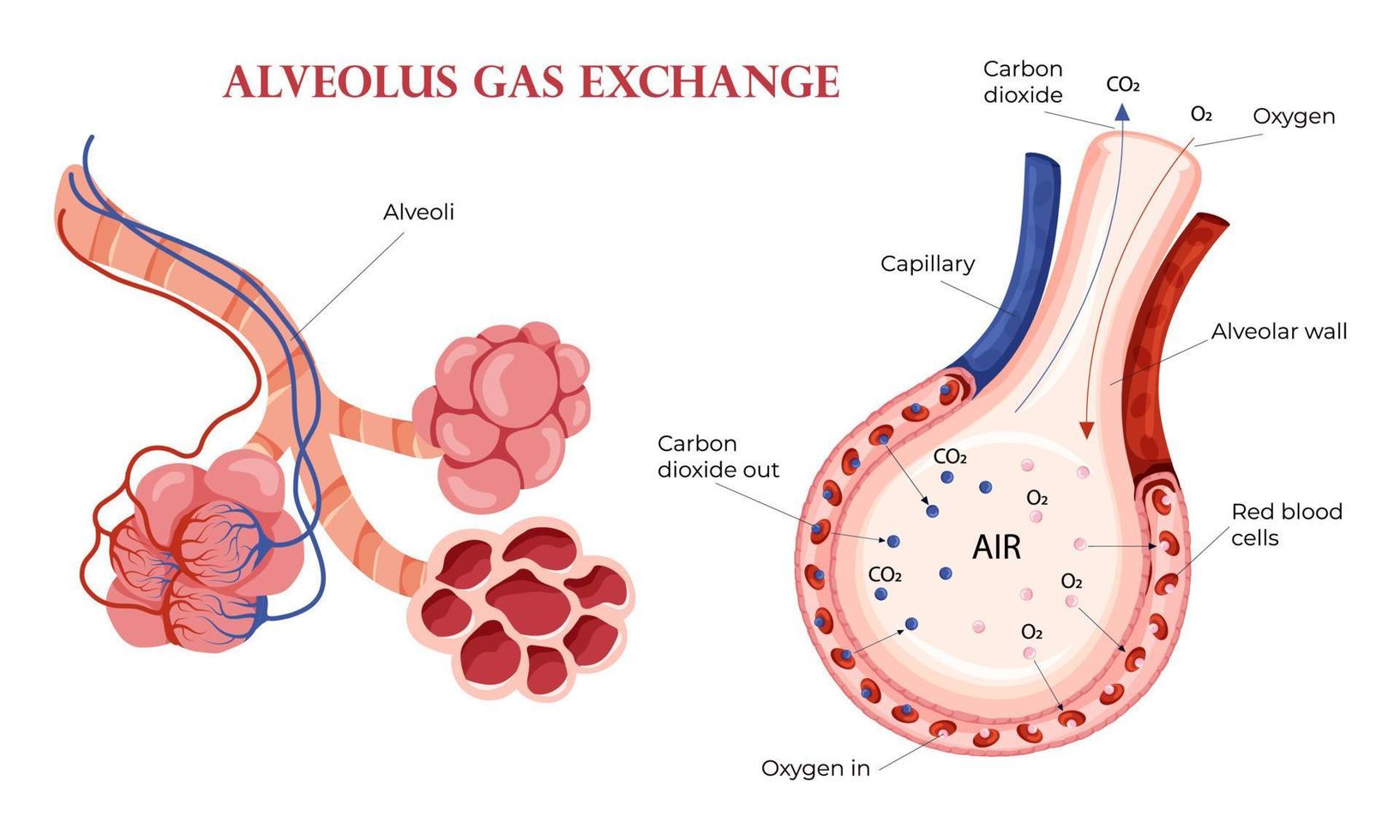 alveoli ossigeno e carbonio biossido scambio nel polmoni vettore