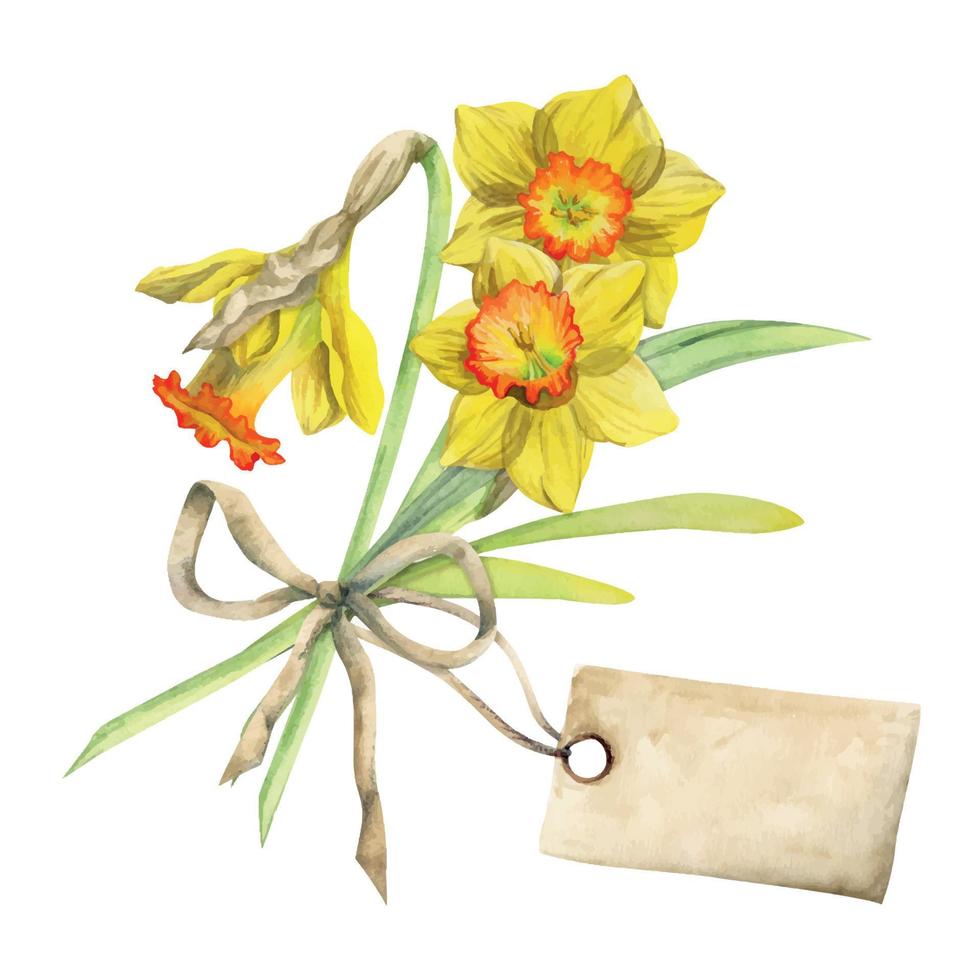 acquerello mano disegnato composizione con primavera fiori, narcisi, le foglie e steli, arco, regalo etichetta. isolato su bianca sfondo. per inviti, nozze, saluto carte, sfondo, Stampa, tessile. vettore