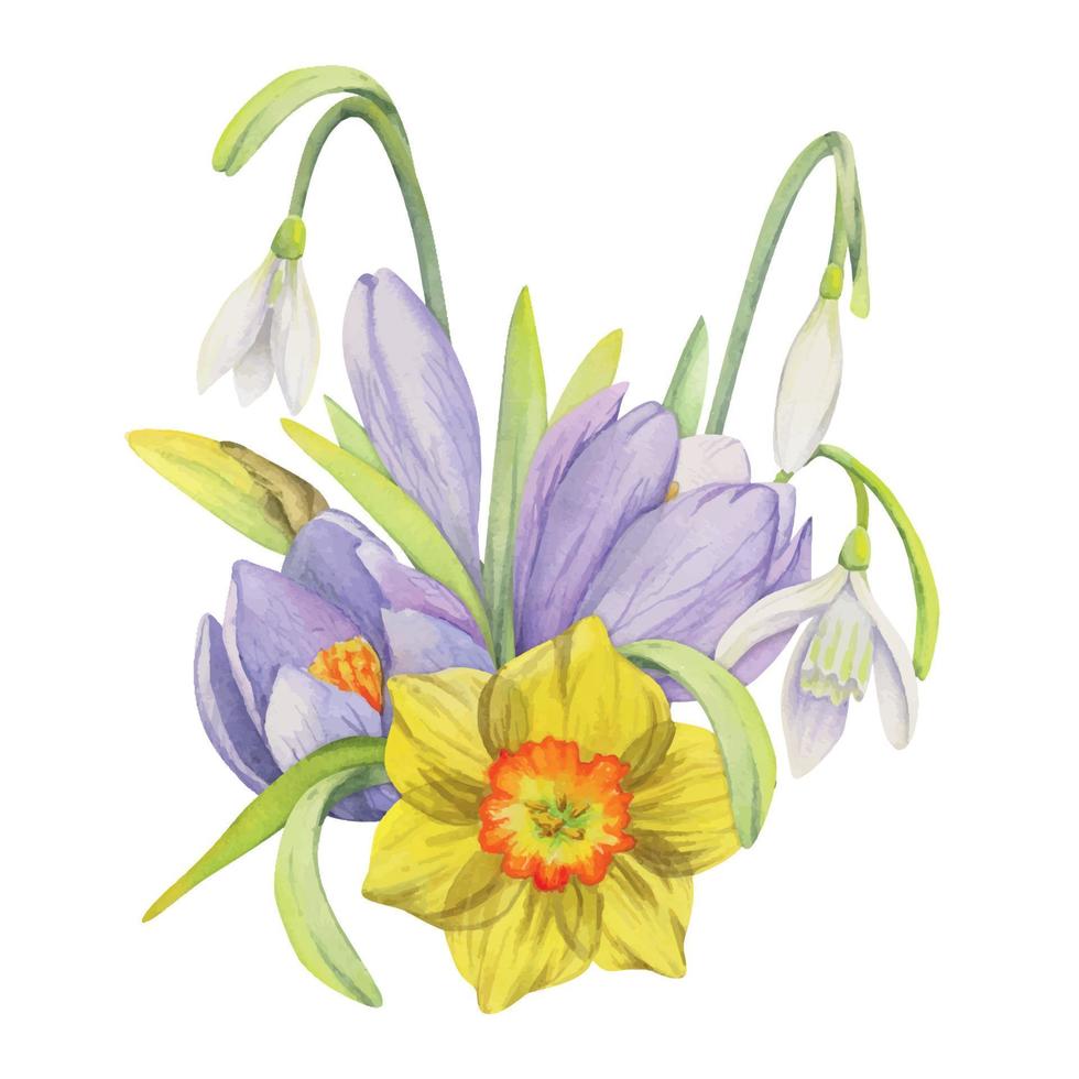 acquerello mano disegnato composizione con primavera fiori, croco, bucaneve, narcisi, arco, regalo etichetta. isolato su bianca sfondo. per inviti, nozze, saluto carte, sfondo, Stampa, tessile. vettore