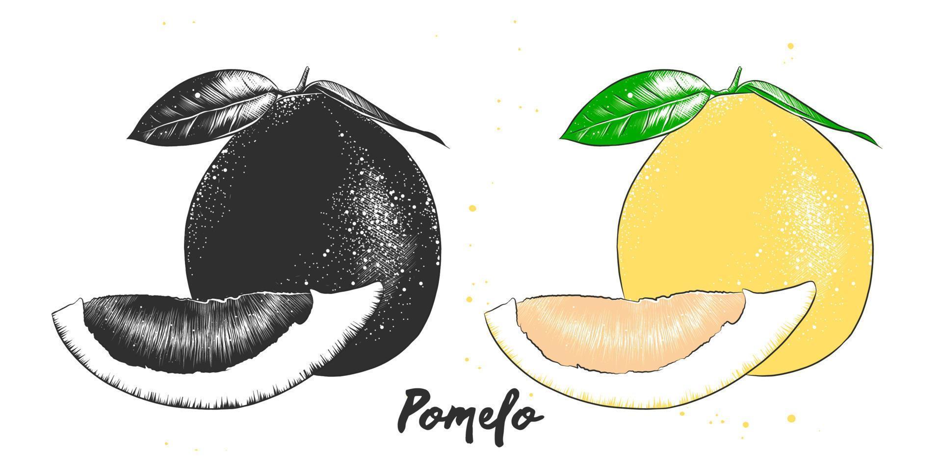 vettore inciso stile illustrazione per manifesti, decorazione, confezione e Stampa. mano disegnato schizzo di pomelo frutta nel monocromatico e colorato. dettagliato vegetariano cibo disegno.