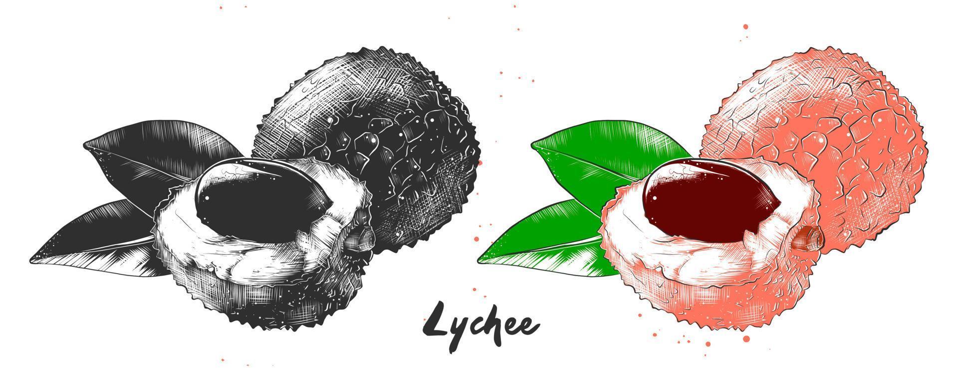 vettore inciso stile illustrazione per manifesti, decorazione, confezione e Stampa. mano disegnato schizzo di lychee frutta nel monocromatico e colorato. dettagliato vegetariano cibo disegno.