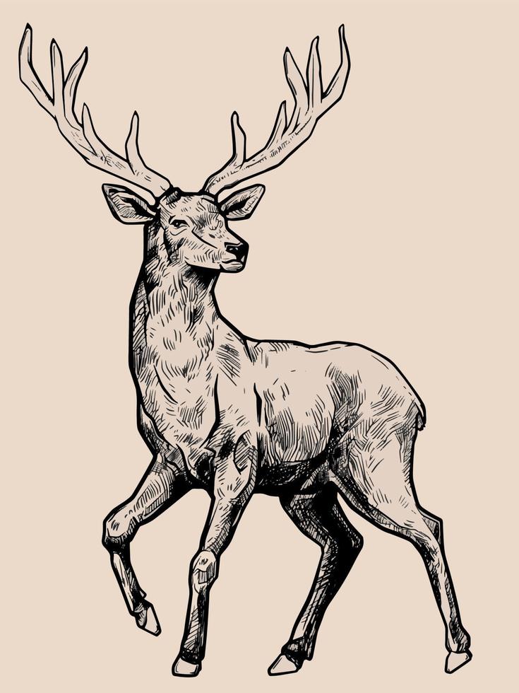 illustrazione di cervo nel penna stile vettore