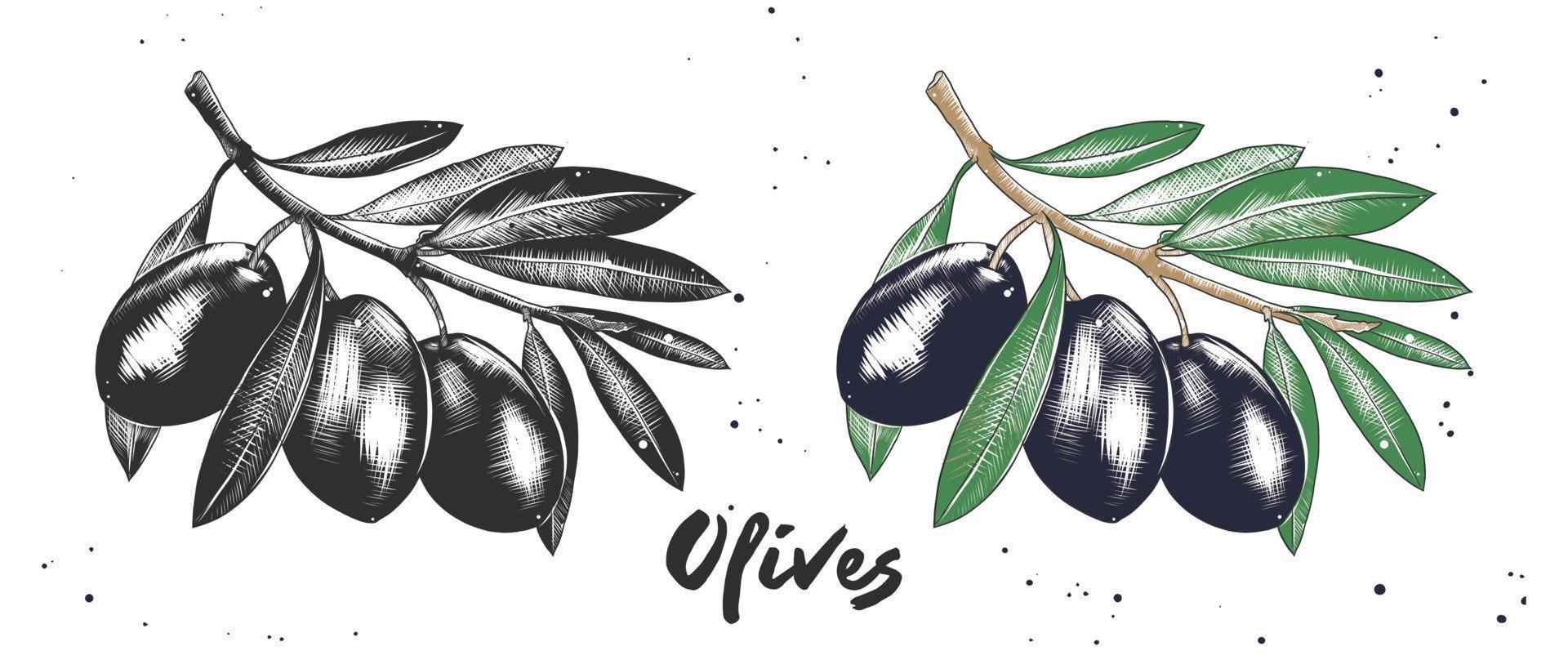 vettore inciso stile illustrazione per manifesti, decorazione e Stampa. mano disegnato schizzo di olive nel monocromatico e colorato. dettagliato vegetariano cibo disegno.