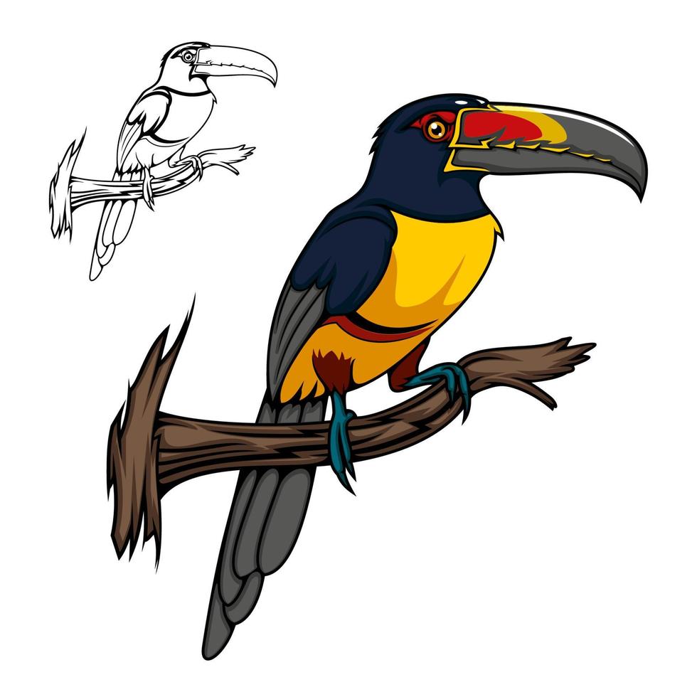 aracari tropicale cartone animato tucano uccello vettore