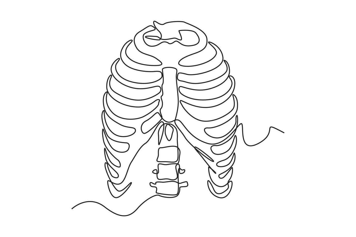 singolo uno linea disegno costola gabbia anatomia. umano organo concetto. continuo linea disegnare design grafico vettore illustrazione.