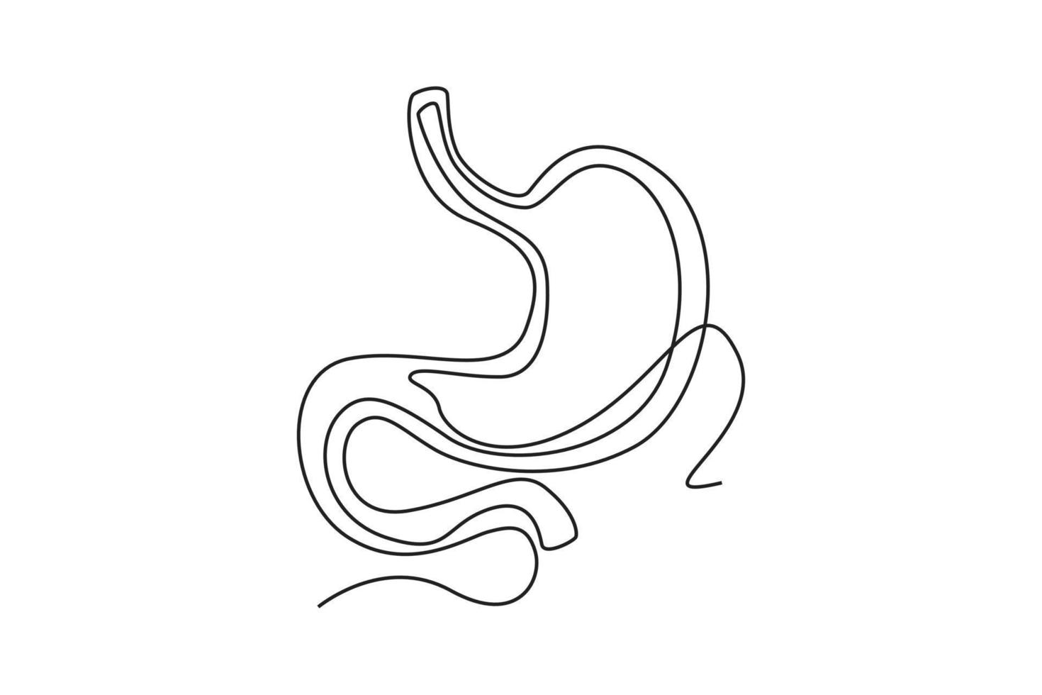 singolo uno linea disegno stomaco anatomia. umano organo concetto. continuo linea disegnare design grafico vettore illustrazione.