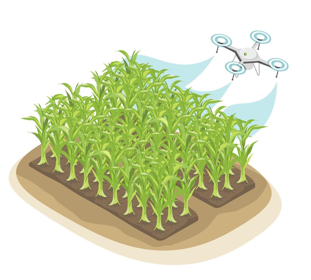 agricolo spruzzatura fuco tecnologia per inteligente agricoltura Mais simboli grafico isometrico isolato vettore